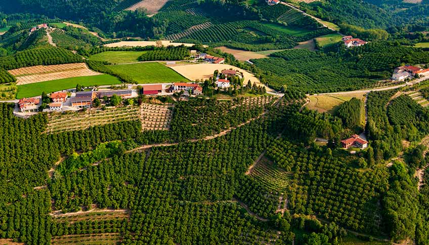 Rond, delicaat en heerlijk: I.G.P. Piemontese hazelnoot uit de Langhe-streek